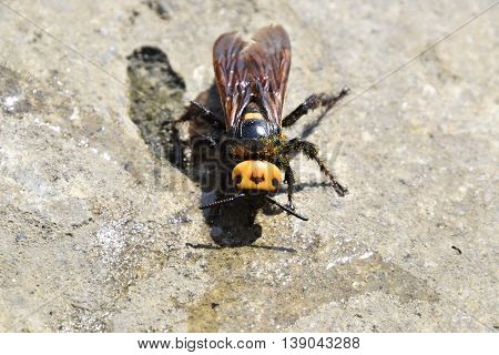 Megascolia Maculata. The Mammoth Wasp.