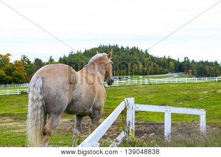 Hourse At The Meadow With Grass
