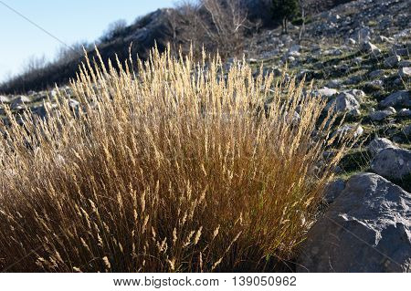Dried grass in the autumn in the mountain massif Orjen, Montenegro