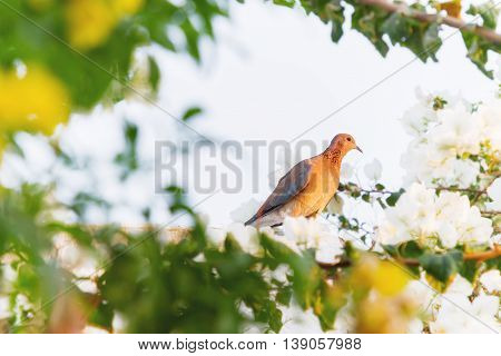 Laughing dove (Streptopelia senegalensis) in the resort of Hurgada Egypt. Nature background with bird and flowers. Place for text.