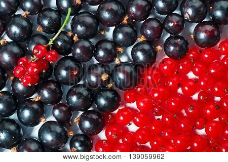 Summer berries black currant, red currant  close up