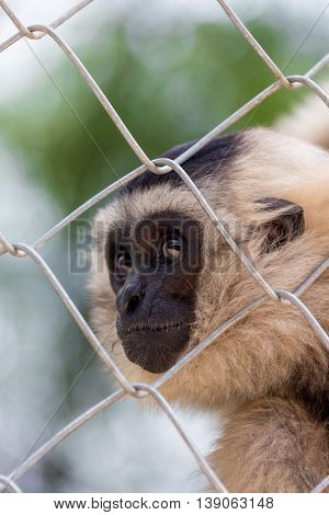 gibbon, Gibbon in zoo cage, Beauty and loveliness of Gibbons, Colorful Gibbons, Looking Gibbons