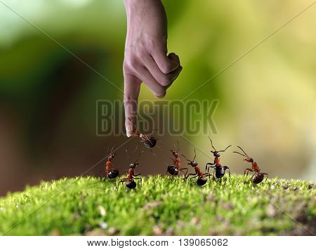 A man's hand and a lot of ants. Ant biting finger. The concept - nature human interaction and the nature management leadership