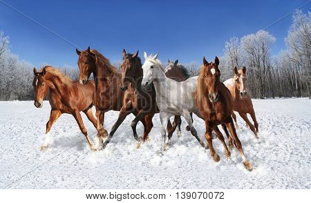 the snow quickly herd of horses galloping