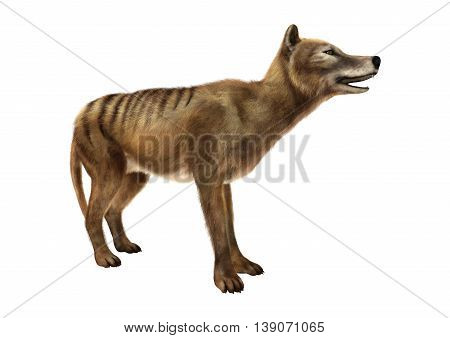 3D Rendering Thylacine On White