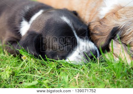 Two little sleeping puppies lying in backgarden