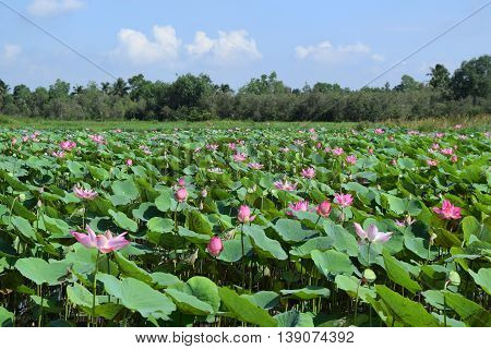 lotus field in Vietnam countryside in daylight
