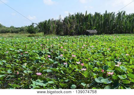 lotus field and hut in Vietnam countryside