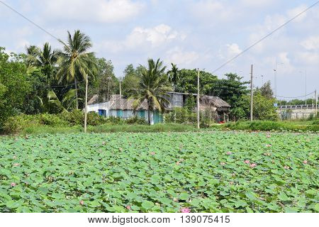 lotus field with house in Vietnamese village