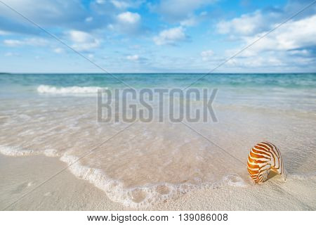 nautilus shell on white beach sand, against sea waves, shallow dof, soft focus