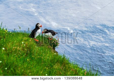 Atlantic Puffin standing on a cliff at Latrabjarg the westernmost point in Iceland