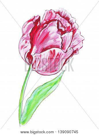 Illustration watercolor realistic single tulip flower isolated on white background