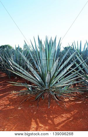 Agave tequila landscape to Guadalajara Jalisco Mexico.