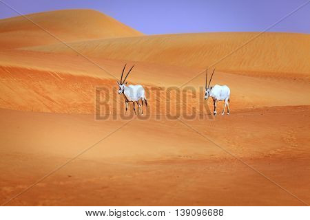 Oryxes or Arabian antelopes in the Desert Conservaion Reserve near Dubai, UAE