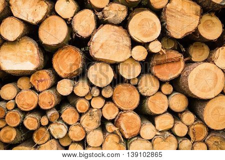 Cross section of the timber cut trees firewood stack for the background. Close up pile of logs background