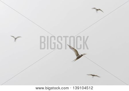 Arctic Terns, Sterna Paradisaea