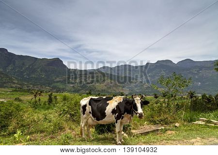 View of the Western Ghats from Kanthalloor, a village near Munnar, Kerala, India - with a cow in the foreground