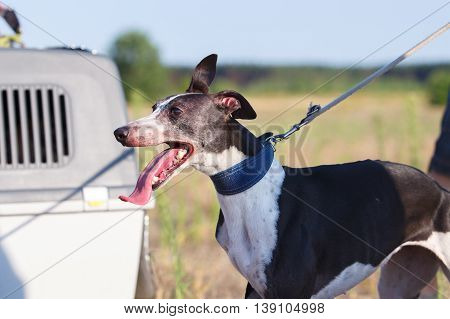 Coursing. Portrait of a whippet dog. Waiting for his race