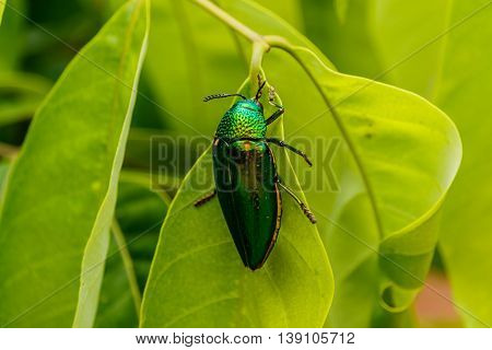 Beautiful Jewel Beetle or Metallic Wood-boring (Buprestid) on green leaf.