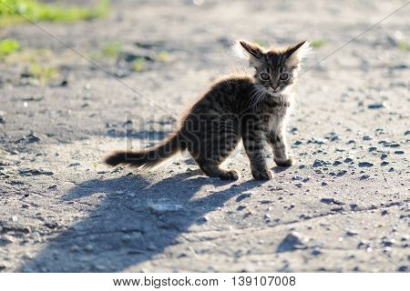 Frightened lonely tabby little kitten with shadow