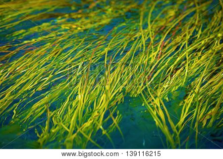 Lush green seagrass taken at a cold water tide pool at the California Coast