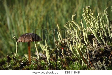 Funghi e muschio.