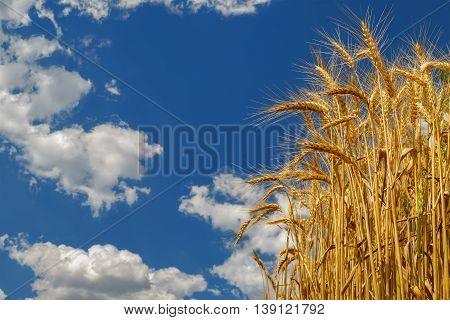 Wheat growing on field. Ripe wheat ears on blue sky background