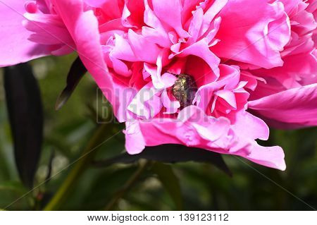 Blooming pink peony with a large beetle in the petals closeup