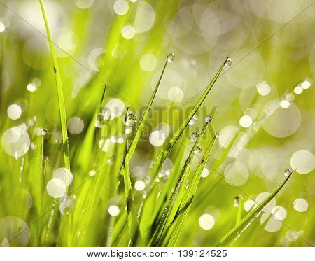 Background with green wet grass with dew drops