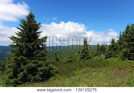 Sunny Summer Day In Krkonose Mountains National Park