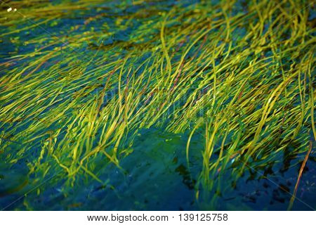 Seagrass Plant taken at a tide pool in the cold pacific ocean waters off the California Coast