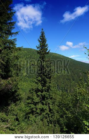 Sunny Summer Day In Krkonose Mountains National Park