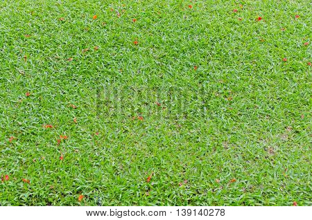 Grass background in Bhuddhamonthon garden Nakhon Pathom Thailand