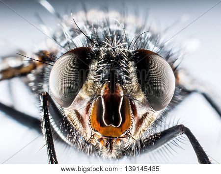 Detail of head of bluebottle fly macro photography