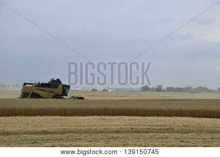Kombain Collects On The Wheat Crop. Agricultural Machinery In The Field.