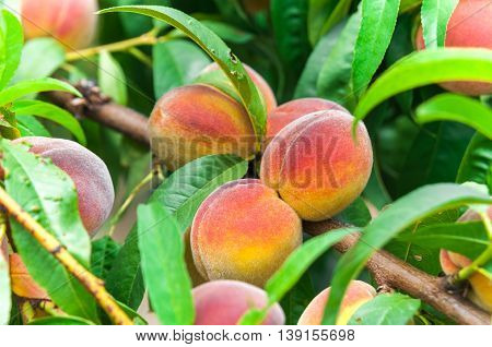 Fresh organic ripe pink peach tree with green leaves on the branch