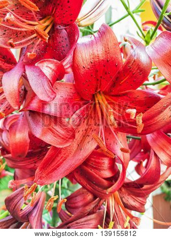 Red lily flowers background. Seasonal natural scene. Vertical composition. Gardening theme.