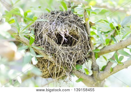 bird nest on terminalia ivoriensis tree , bird's nest