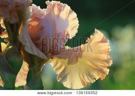 Soft toffees bloomed at sunset.  Its gentle aroma is felt everywhere.