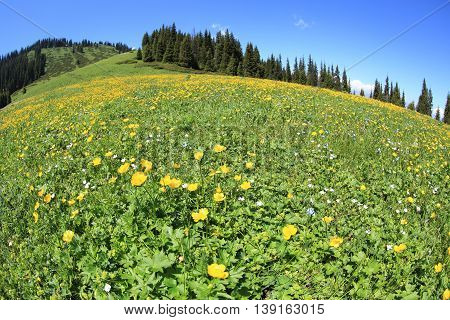 beautiful globeflowers and green grass under blue sky
