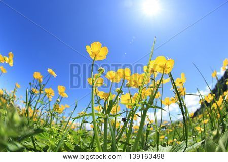beautiful globeflowers and green grass under blue sky