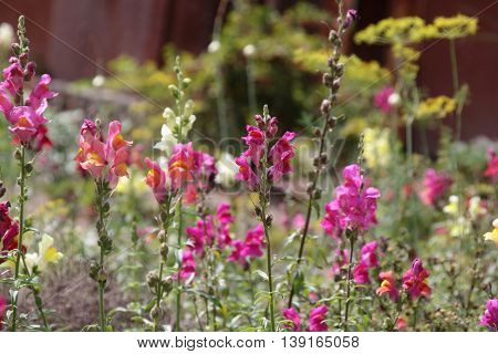 Snap dragon flower Antirrhinum majus blooming in garden