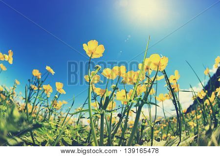 beautiful globeflowers and green grass under blue sky