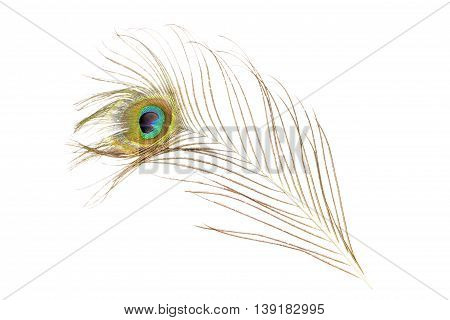 Single Peacock Feather Isolated On White Background