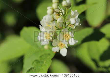 Blossoms Of The Bird Cherry (prunus Padus)