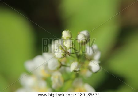 Buds Of The Bird Cherry (prunus Padus)