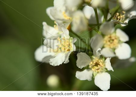 Blossoms Of The Bird Cherry (prunus Padus)