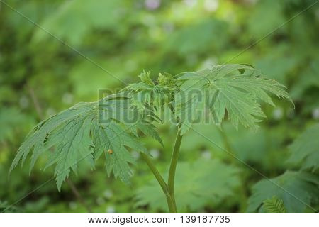 Young Inflorescence Of The Northern Wolfsbane (aconitum Lycoctonum)