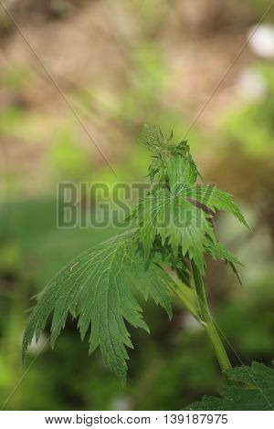 Young Inflorescence Of The Northern Wolfsbane (aconitum Lycoctonum)