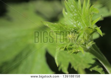 Young Inflorescence Of The Northern Wolfsbane (aconitum Lycoctonum)